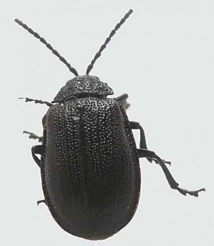 Réf. 241 174 : Galeruca pomonae