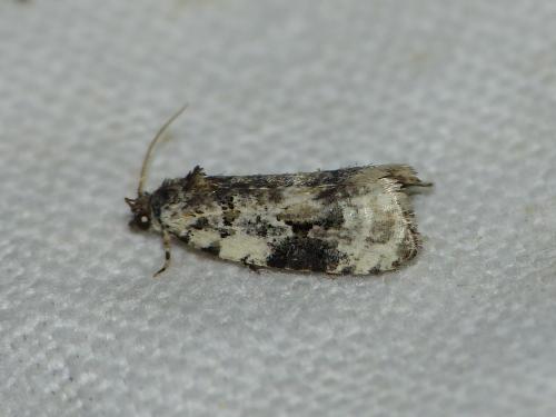 Celypha woodiana