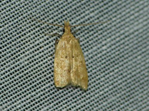 Réf. 241 390 : Acompsia schmidtiellus