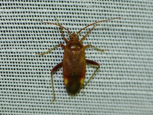 Adelphocoris ticinensis