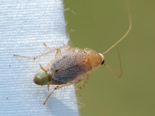 Planuncus vinzi