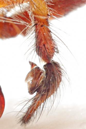 Eratigena saeva