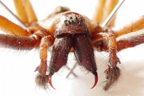 Eratigena saeva