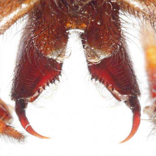 Eratigena saeva