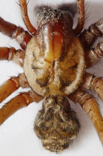 Réf. 241 315 : Eratigena saeva
