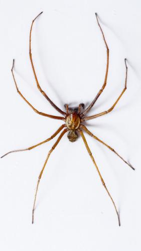Eratigena saeva