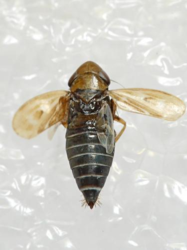 Deltocephalus pulicaris