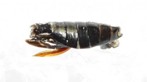 Deltocephalus pulicaris