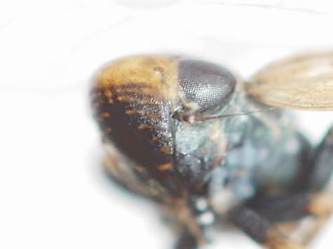 Deltocephalus pulicaris