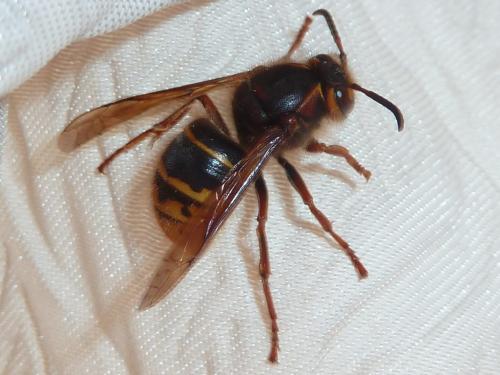 Dolichovespula media