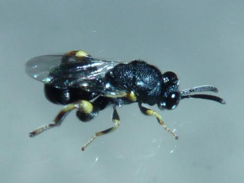 Brachymeria sp.