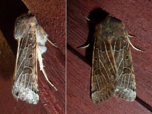 Agrochola lunosa