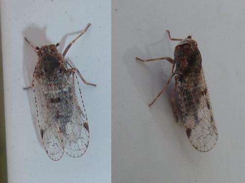 Cixius nervosus