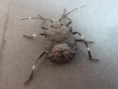 Halyomorpha halys
