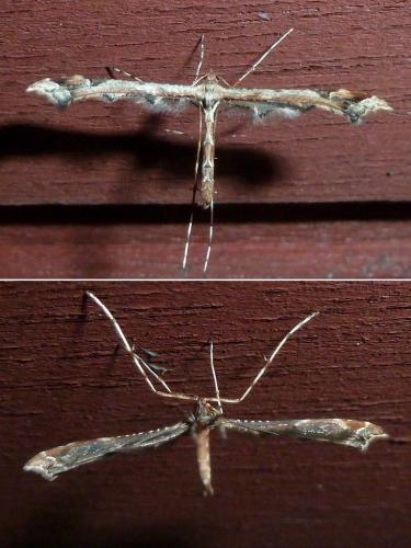 Amblyptilia acanthadactyla