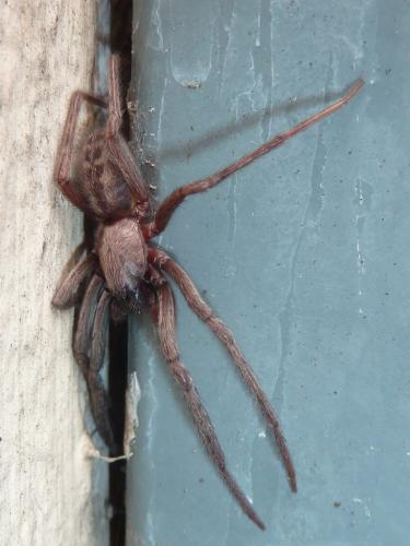 Segestria florentina