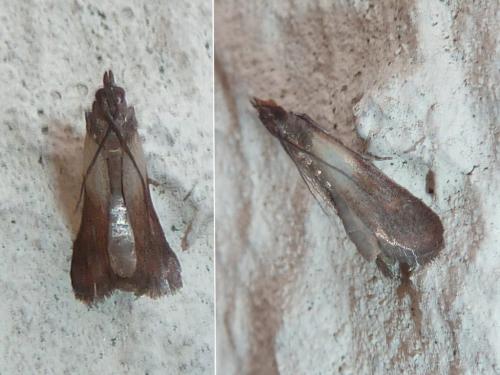 Réf. 241 689 : Plodia interpunctella