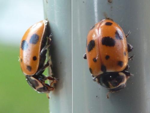 Hippodamia variegata