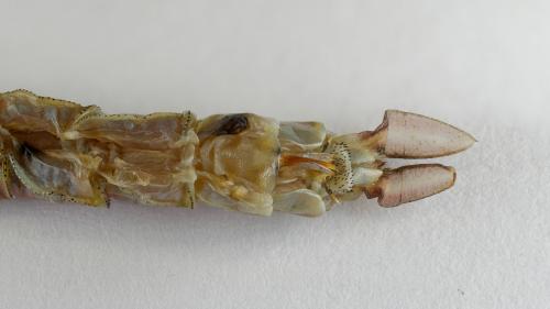 Réf. 241 067 : Anax ephippiger