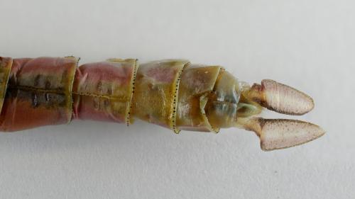 Réf. 241 066 : Anax ephippiger