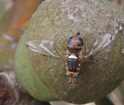 Réf. 241 864 : Bactrocera oleae