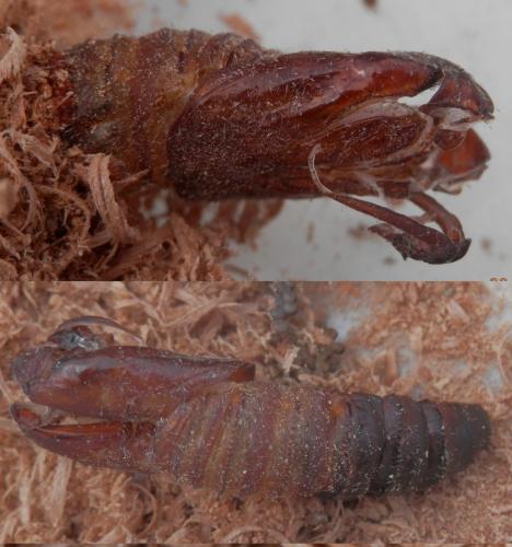 Réf. 241 124 : Cossus cossus