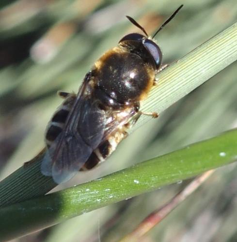 Réf. 241 270 : Stratiomys longicornis