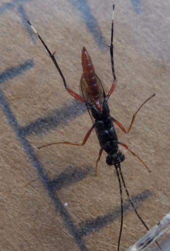 Réf. 241 267 : Cryptinae inconnu