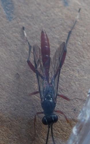 Réf. 241 271 : Cryptinae inconnu