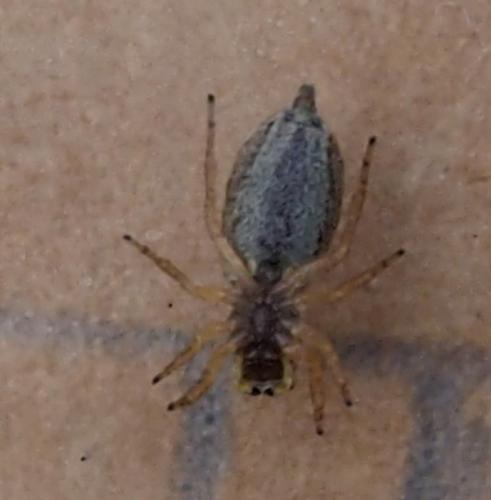 Réf. 241 218 : Pseudicius sp.