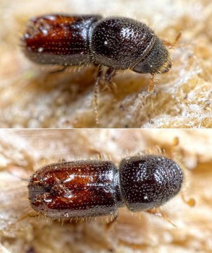 Pityogenes chalcographus