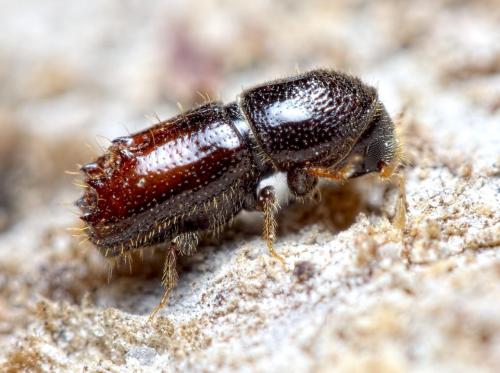 Pityogenes chalcographus