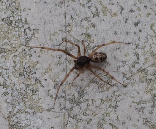 Réf. 241 088 : Steatoda triangulosa