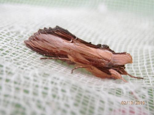 Réf. 241 145 : Cucullia verbasci