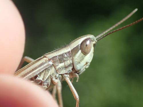 Euchorthippus chopardi