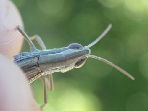 Réf. 241 593 : Euchorthippus chopardi