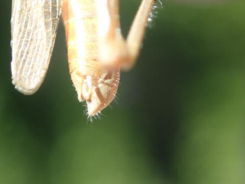 Euchorthippus chopardi