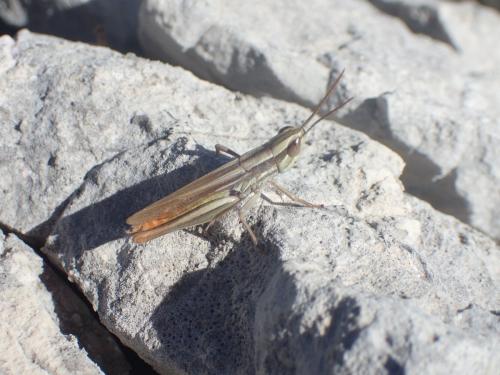 Euchorthippus chopardi