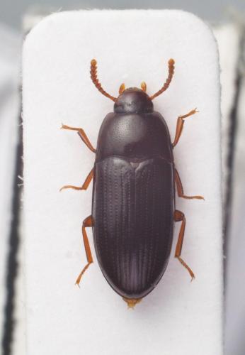 Réf. 241 645 : Diaclina fagi