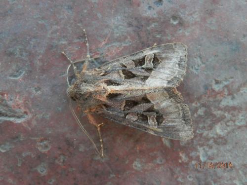 Trigonophora jodea