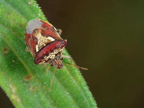 Pentatominae