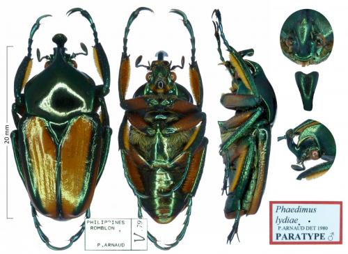 Phaedimus lydiae Phaedimus_lydiae_paratype