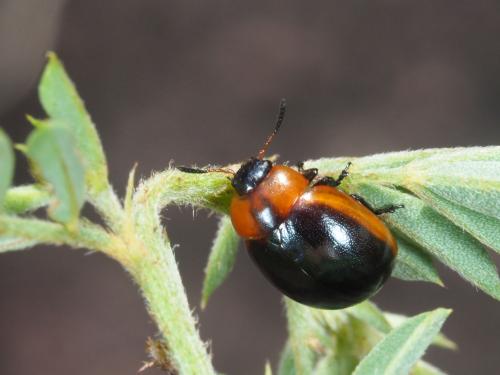 Phaedonia circumcincta