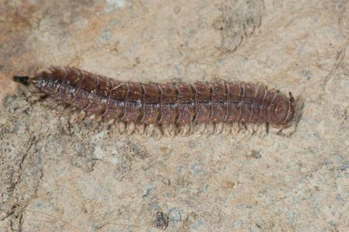Polydesmus sp.