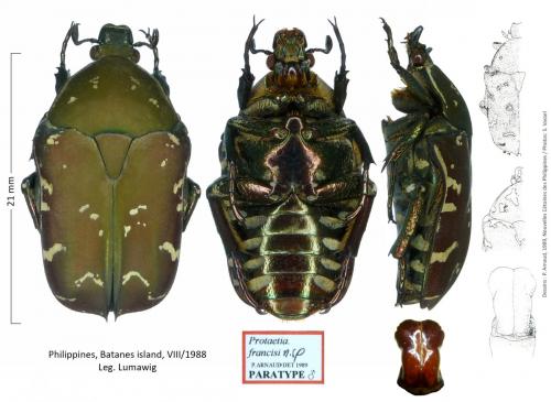 Protaetia francisi  Protaetia_talicisi_paratype