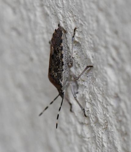 Rhaphigaster nebulosa