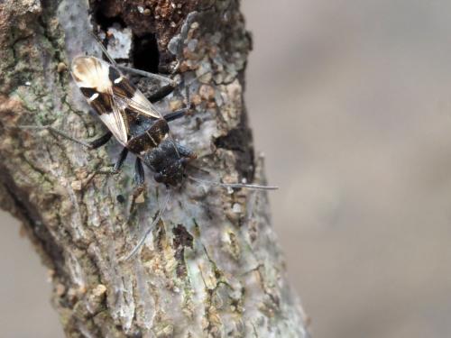 Rhyparochrominae