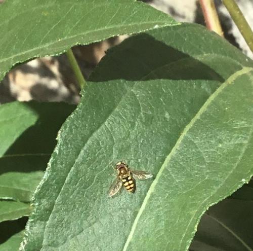 Eupeodes corollae