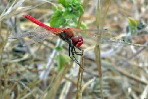 Sympetrum fonscolombii