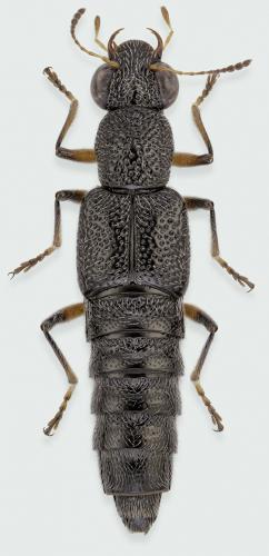 Réf. 241 528 : Stenus cicindeloides